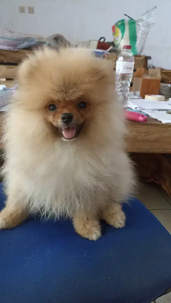 Pomerian mini bandung