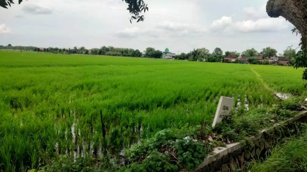 DIJUAL MURAH TANAH SAWAH DI SIDOARJO