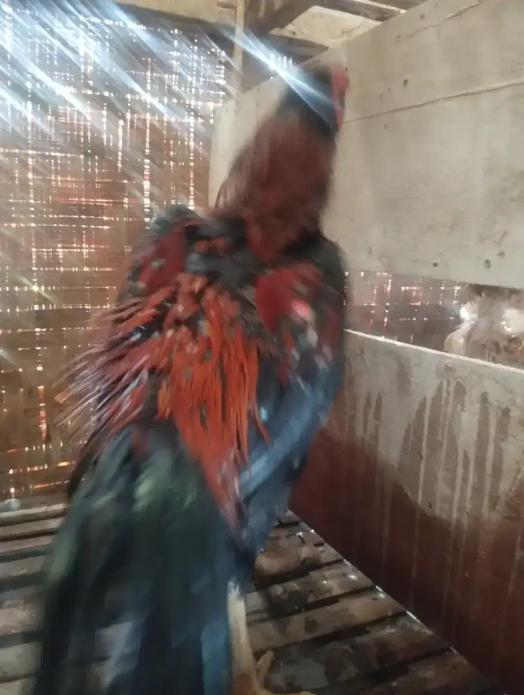 Di jual ayam bangkok