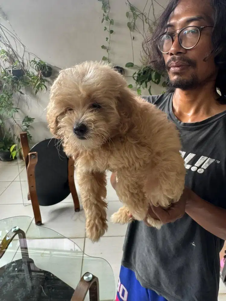 Female Light Brown Toy Poodle