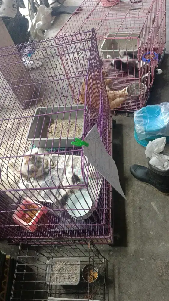 Lowongan Kerja Kennel Boy/Girl