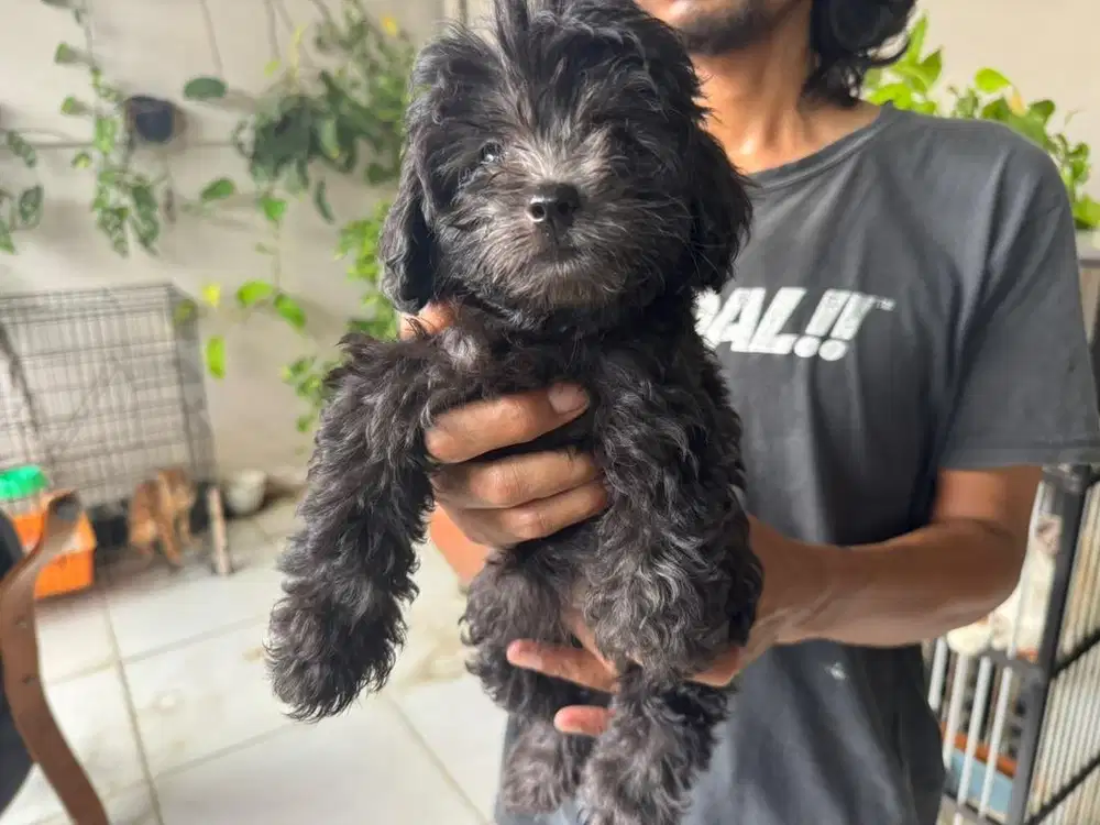 Female Silver Toy Poodle (non stanboom)