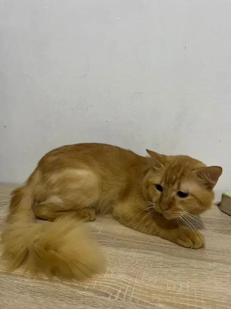 Kucing persia jantan mixdome orange