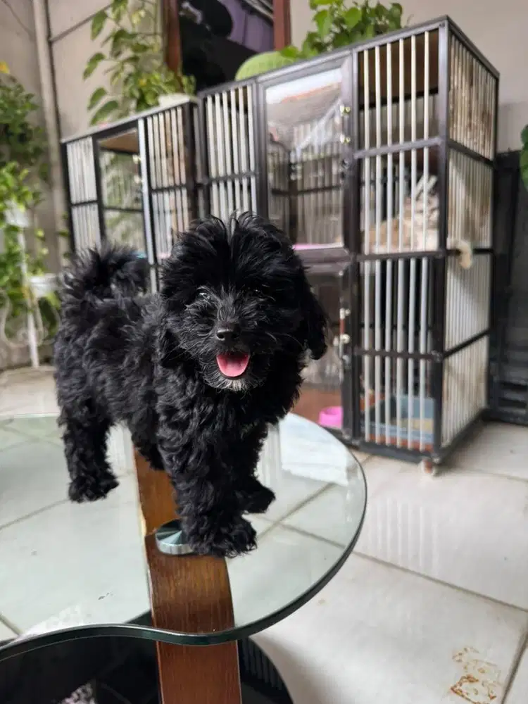 Female Silver Toy Poodle (non stanboom)