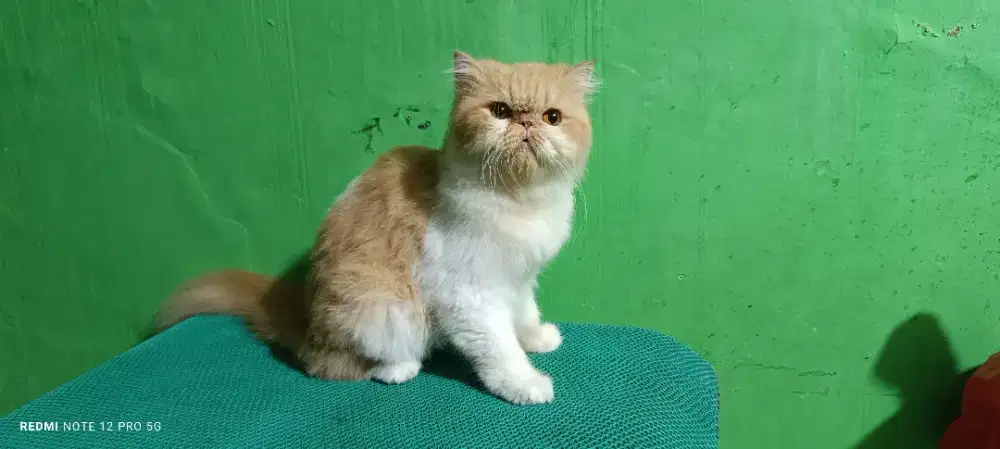 Indukan kucing Peaknose Longhair Betina siap kawin