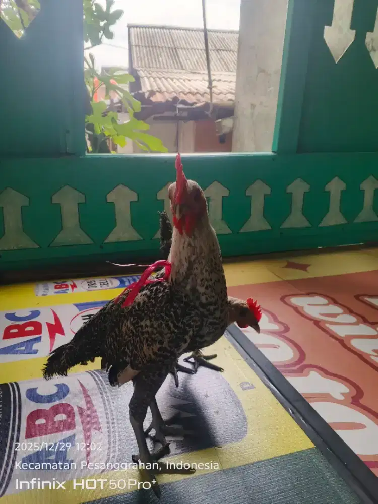 anak ayam arab jantan