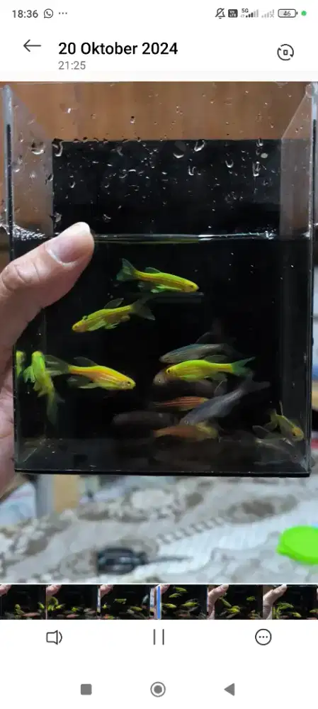 Ikan Hias danio slayer warna campur