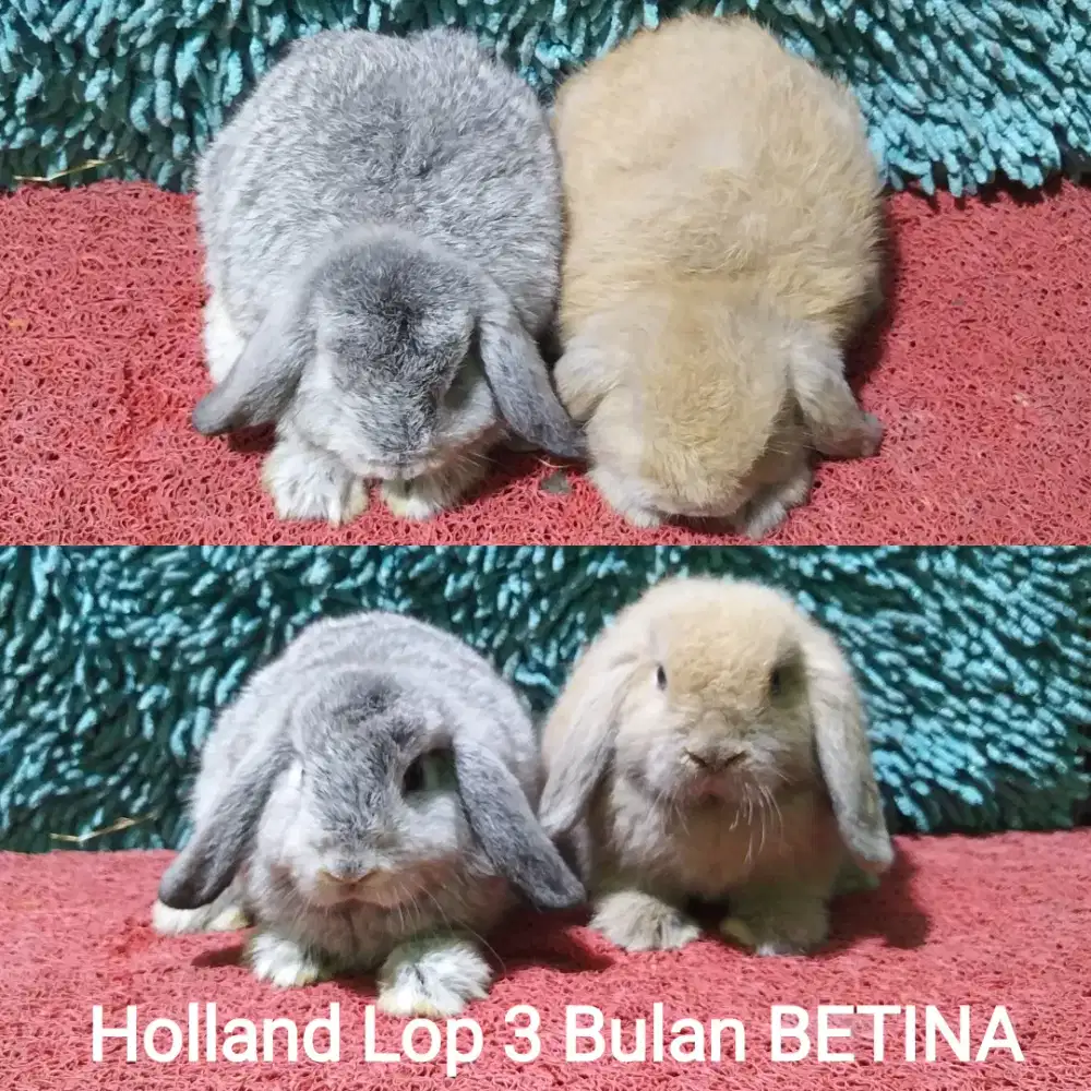 Anakan Kelinci Holland Lop usia 3 Bulan