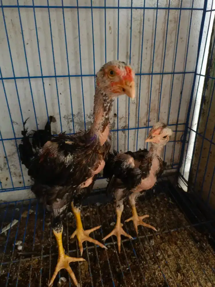 Ayam adu sama ekor lidi