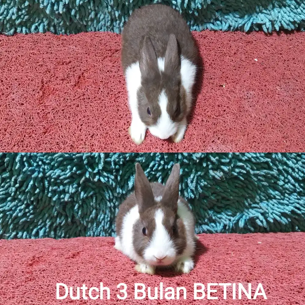 Anakan Kelinci Dutch usia 3 bulan