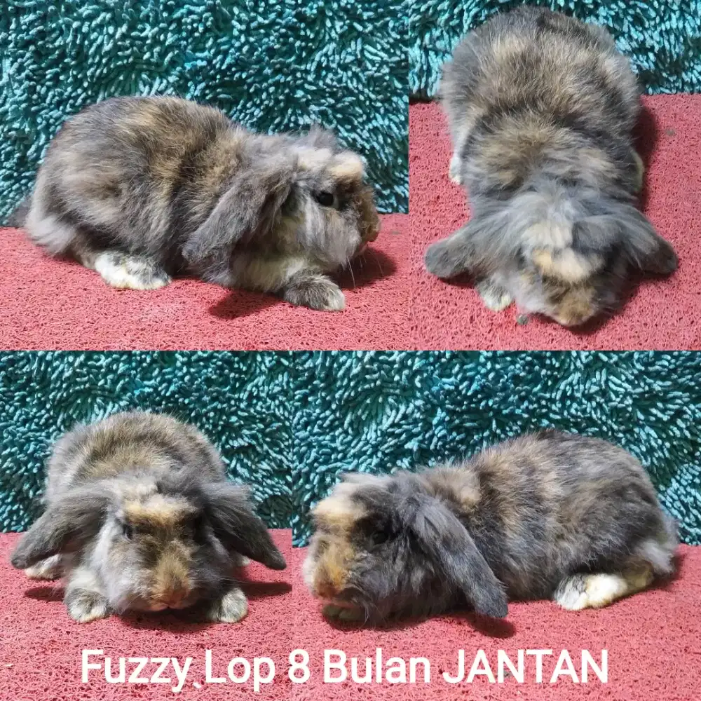 Kelinci fuzzy lop JANTAN usia 8 Bulan