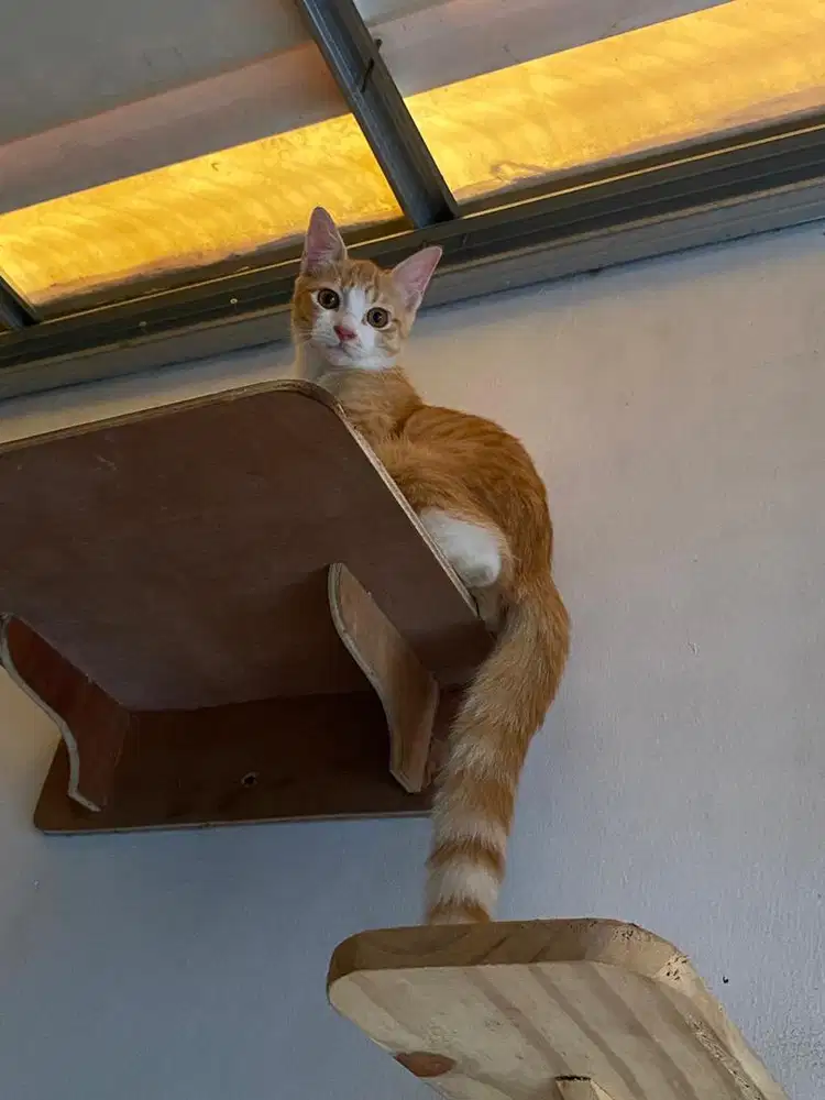 Kitten Mixdome Ragdoll