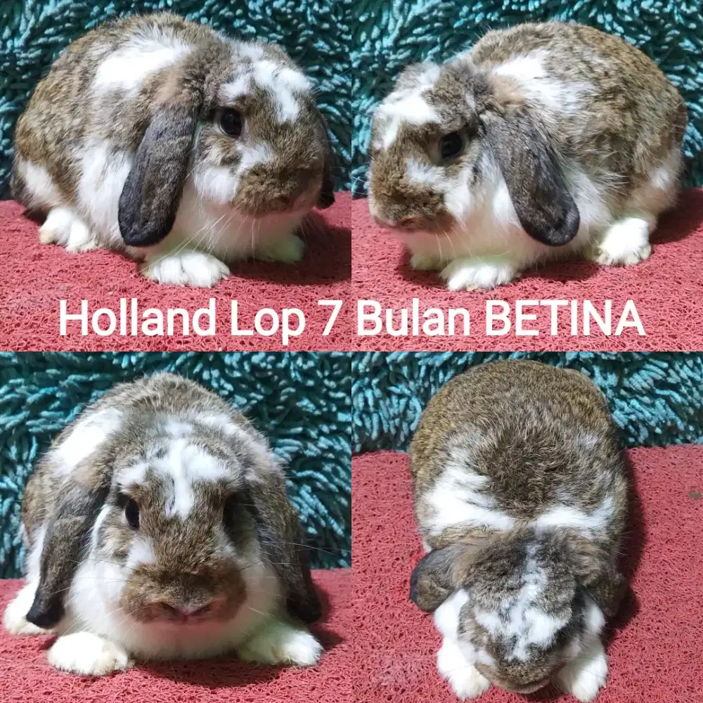 Indukan kelinci Holland Lop siap kawin
