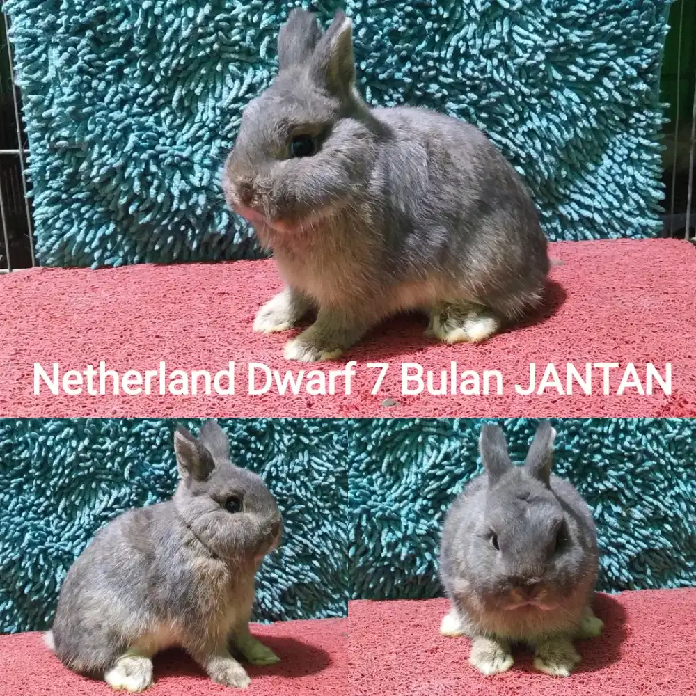 Indukan kelinci Netherland Dwarf Siap kawin