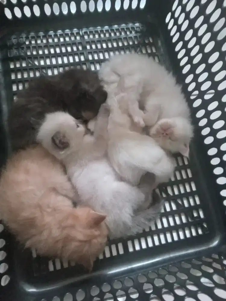 Jual anak kucing ras