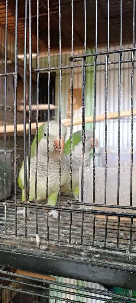 Indukan Monk green proven