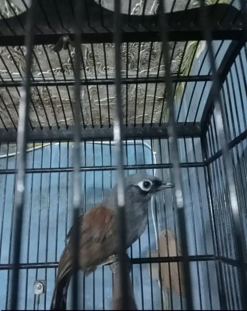 Burung Poksay mantel