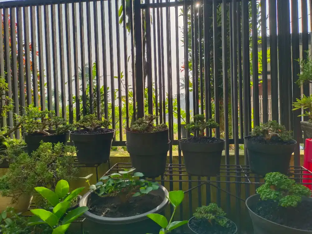 Bonsai sitho dan mame