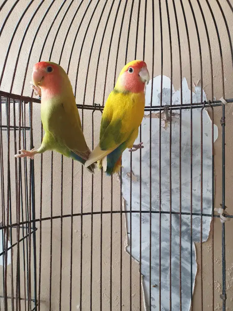 Lb non klep sepasang pied green × cinnamon green