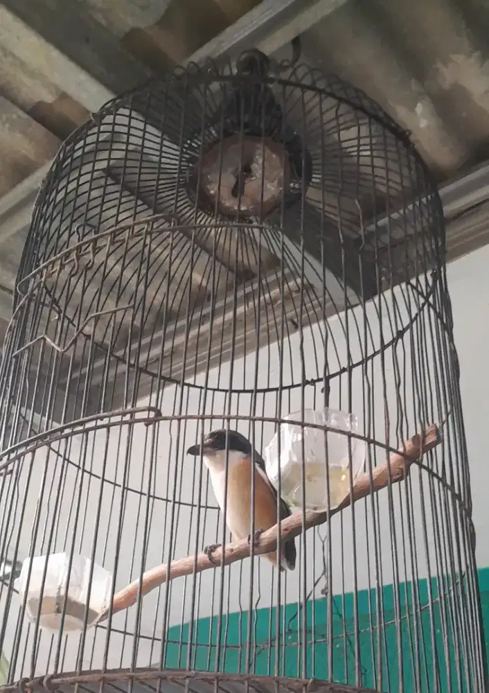 Pentet Bondol Masih Giras