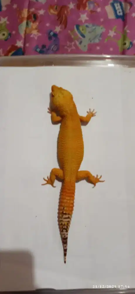 Gecko warna cerah