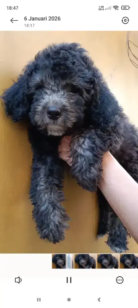 Jual CEPAT, SALE Mini Poodle Anakan asli