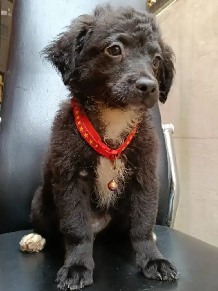 Jual CEPAT, SALE Mini Poodle Anakan asli