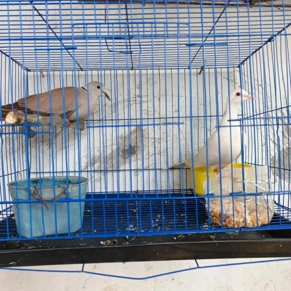 Burung Brenggolo puter Jawa dan Cuhu