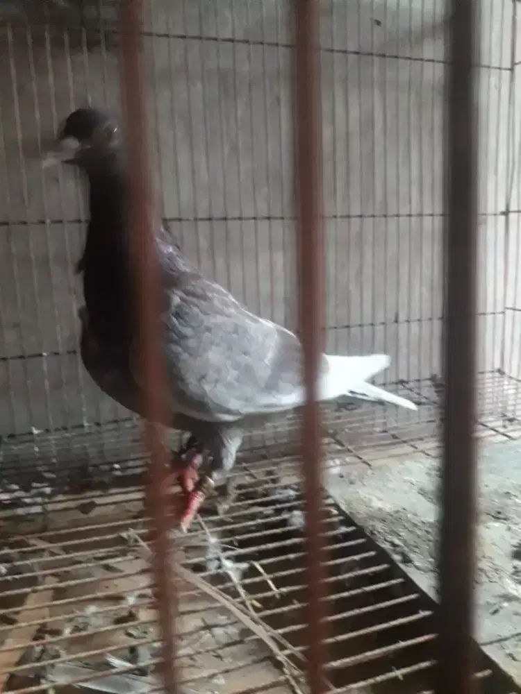 Merpati balap betina