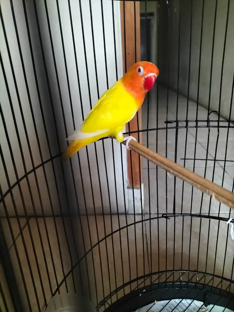 Lutino mata merah muda