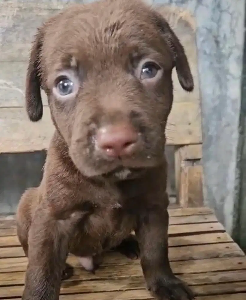 Anjing / puppies labrador choco