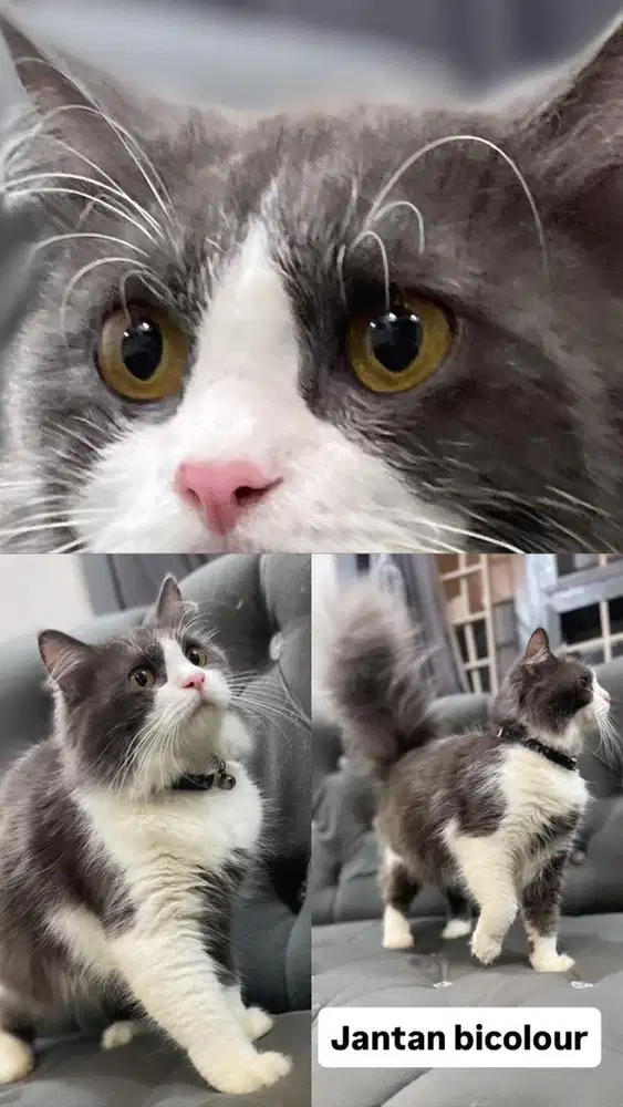 Kitten jantan british long hair