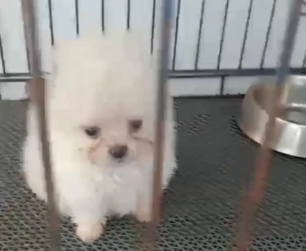 Anjing / puppies supermini pom betina