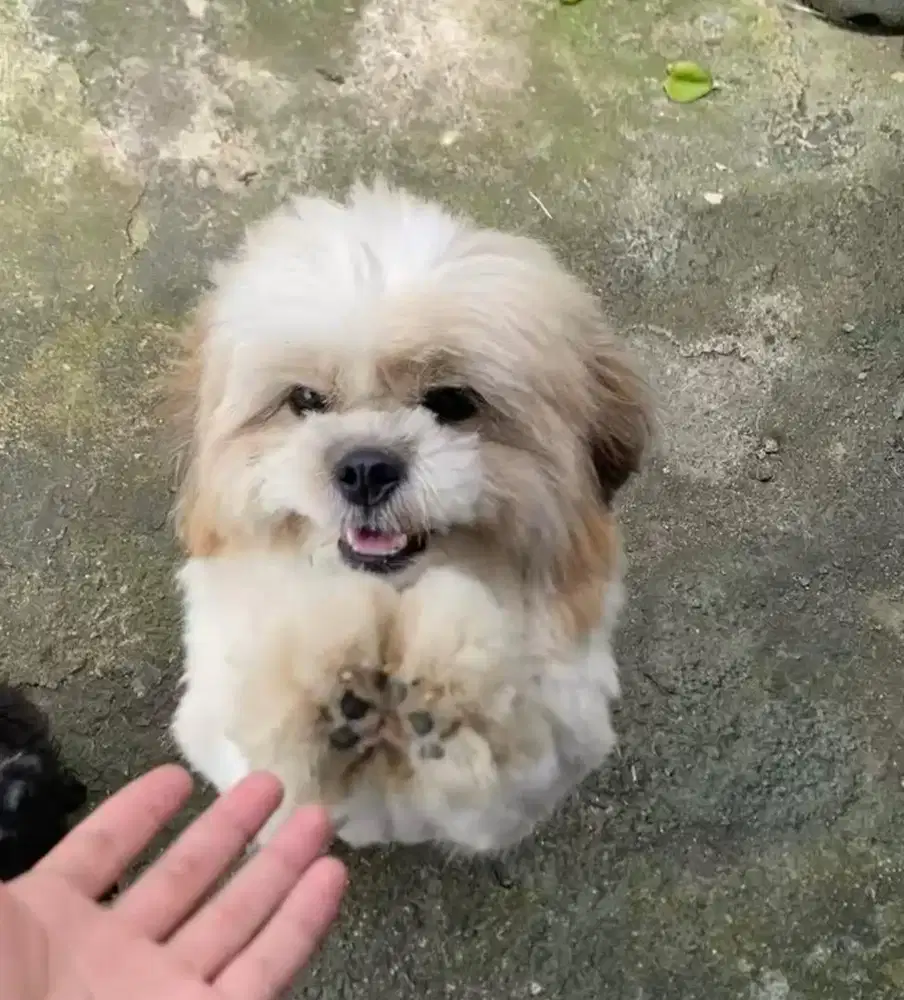 Anjing / indukan shihtzu betina 13 bulan