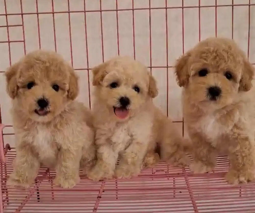 Anjing / puppies maltipoo cute HQ