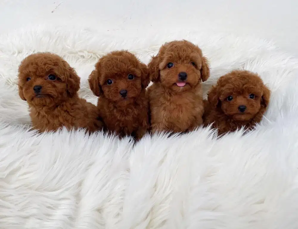 Anjing / puppies RTP poodle super quality