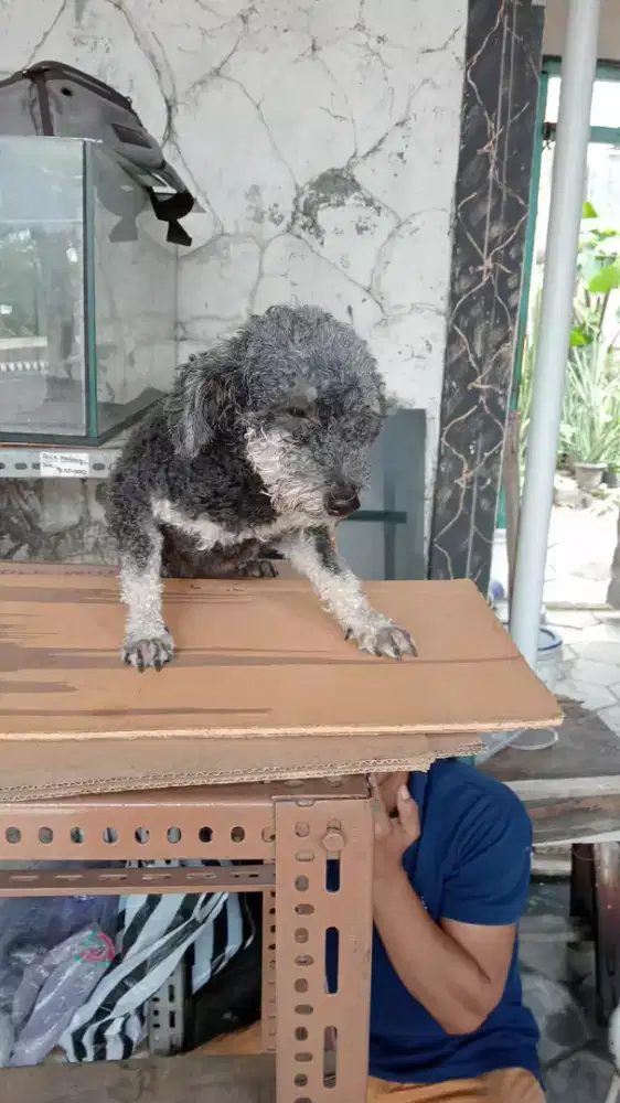Anjing Poodle jantan