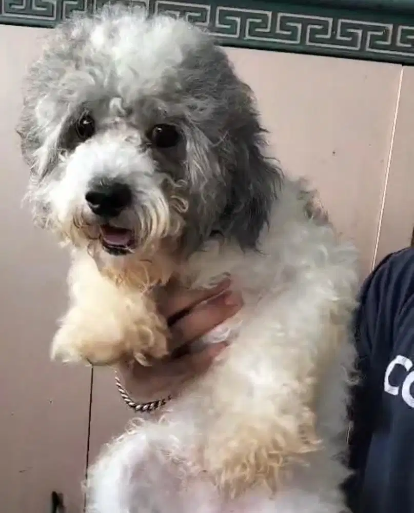 Anjing / pejantan toy poodle party silver cakep