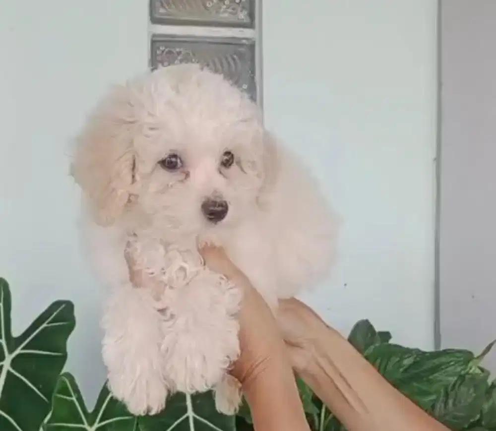 Anjing / puppies white toy poodle betina harga terjangkau