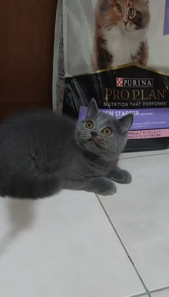 Kucing british shorthair kucing bsh blue solid non ped