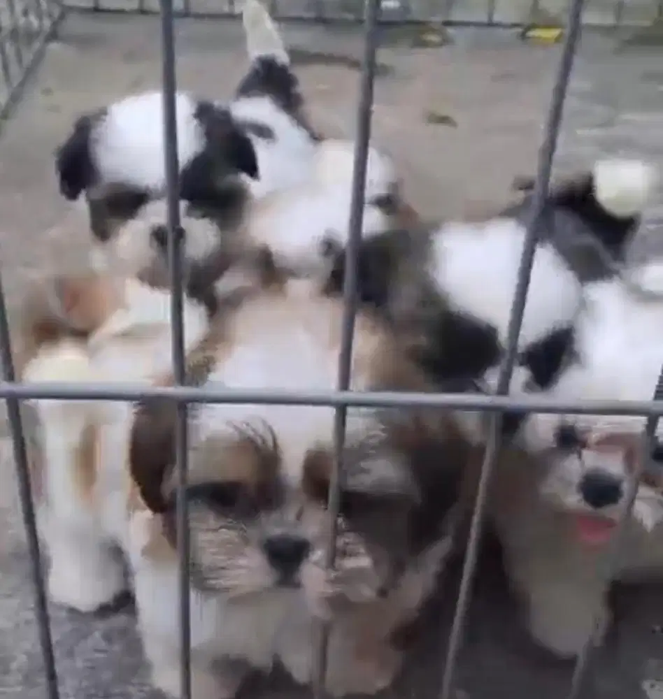 Anjing / puppies shihtzu jantan cakep2