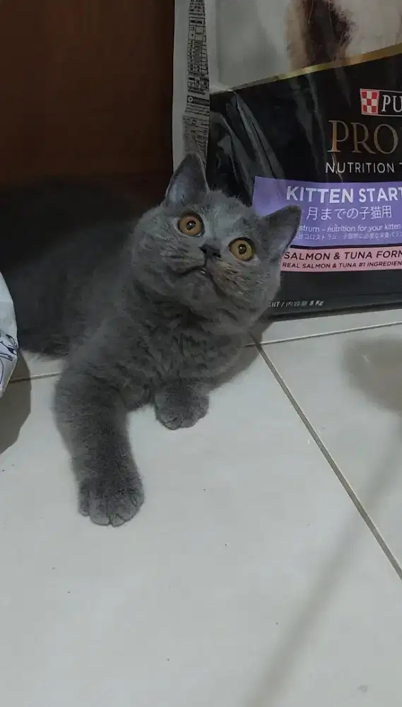Kitten bsh kitten british shorthair non ped blue solid