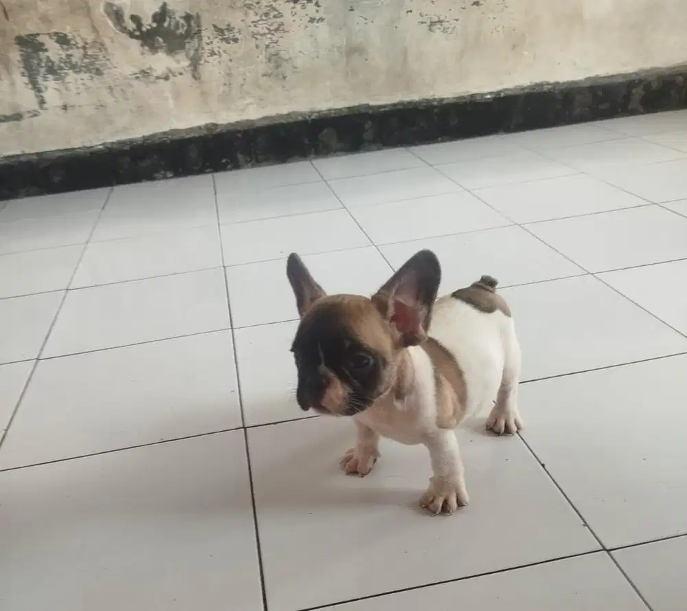 Anjing / puppies french bulldog jantan cute supermini