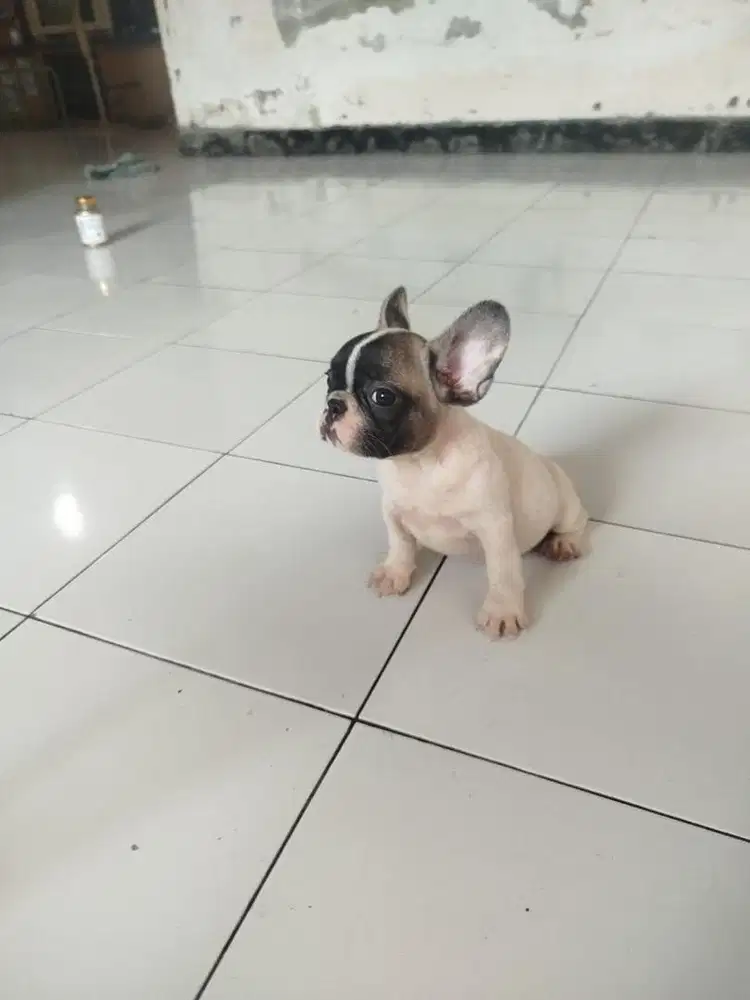 Anjing / puppies french bulldog betina murmer