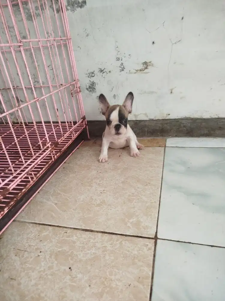 Anjing / puppies french bulldog betina cute murmer
