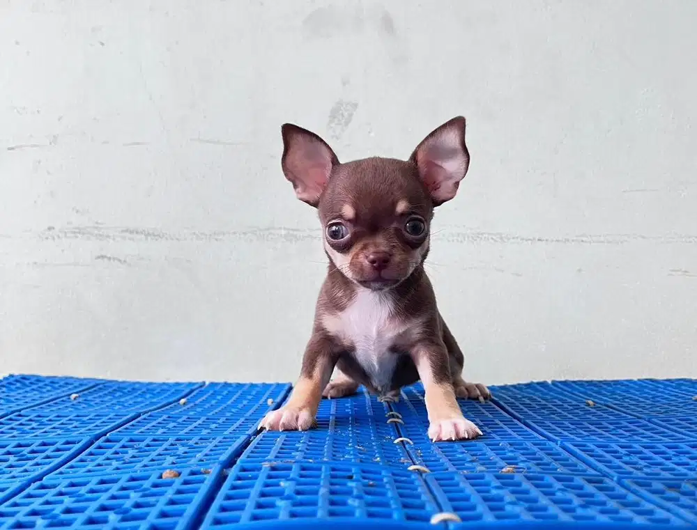 Anjing / puppies supermini chihuahua cute