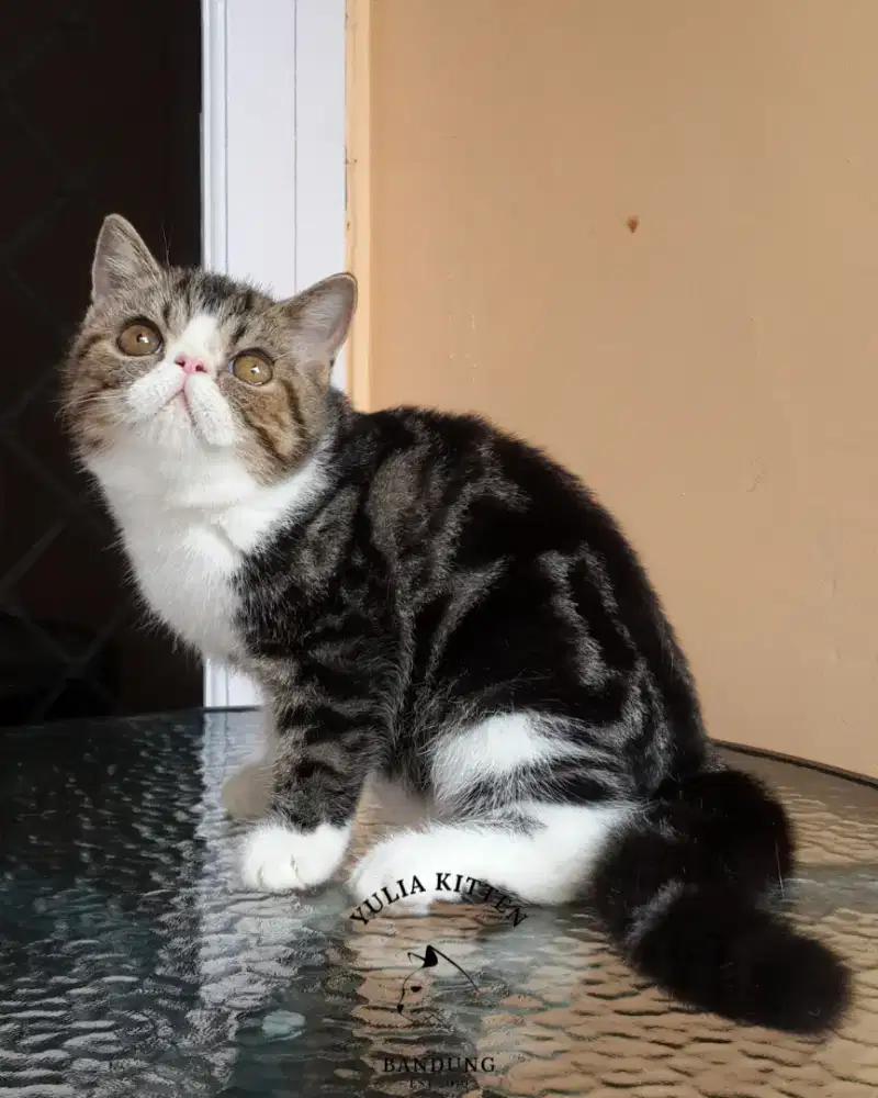 Kitten Exotic Shorthair Betina