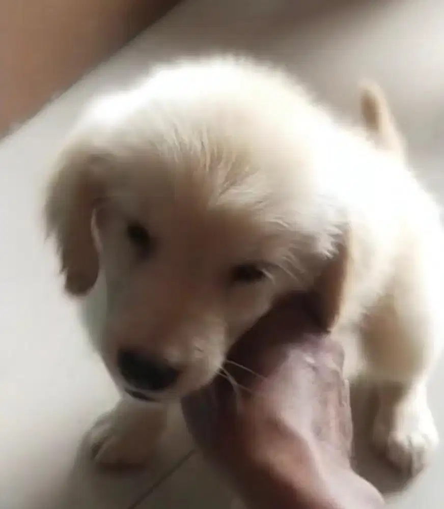 Anjing / puppies golden retriever betina