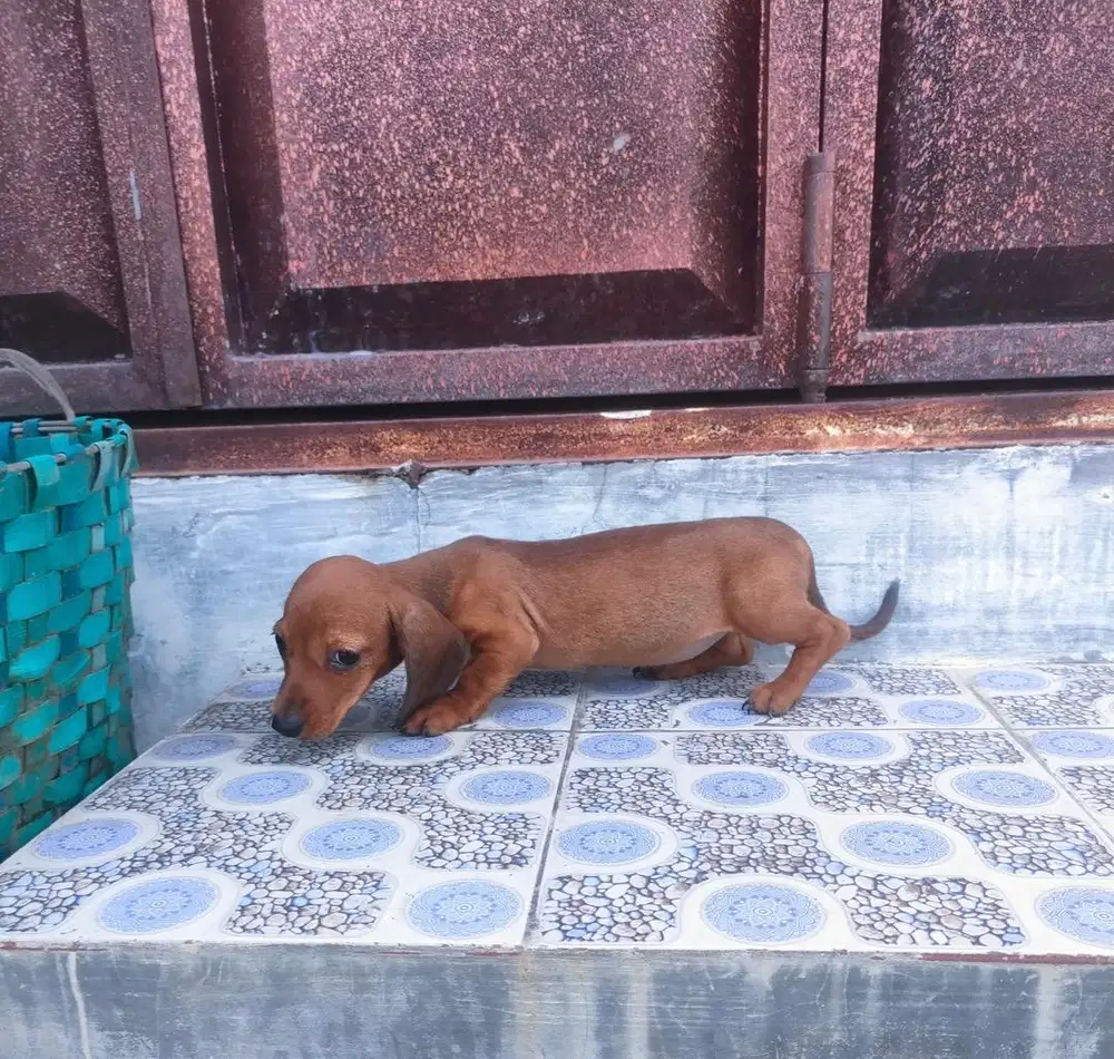 Anjing / puppies teckel betina