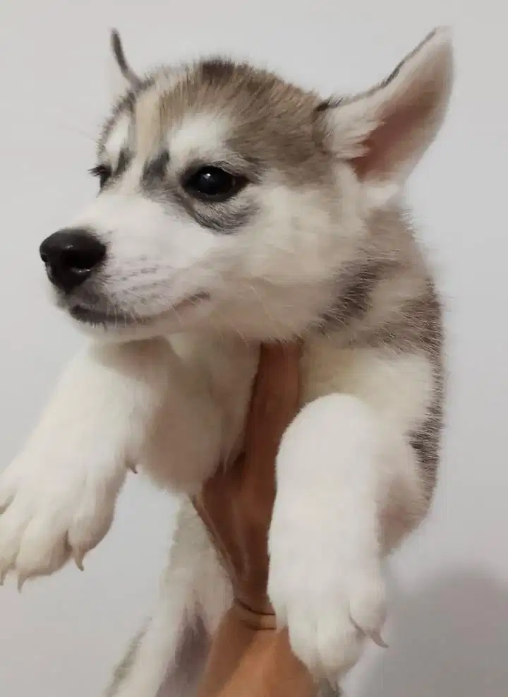 Anjing / puppies siberian husky jantan cute murmer